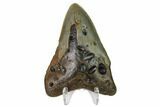 Bargain, Fossil Megalodon Tooth - North Carolina #153020-1